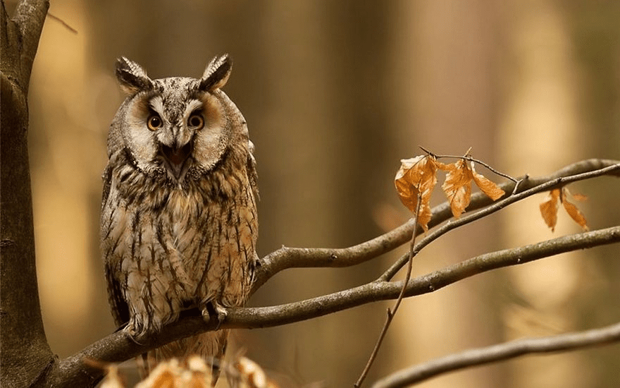 Owl