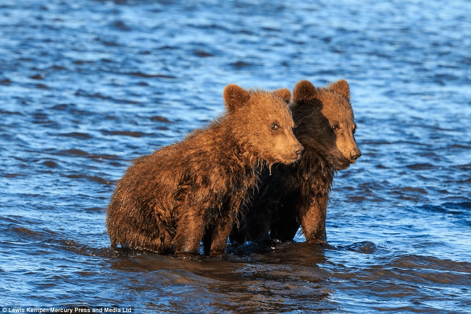 BEAR CUBS WITH MOM