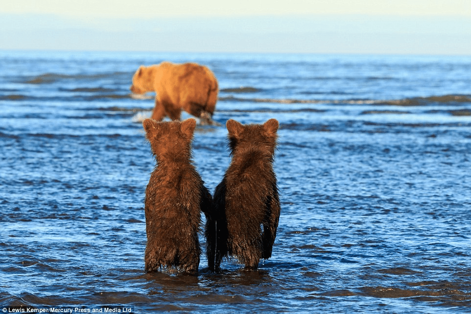 BEAR CUBS WITH MOM