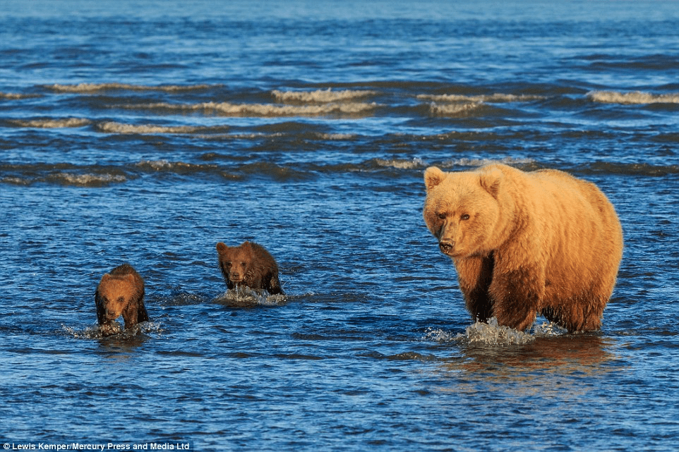 BEAR CUBS WITH MOM