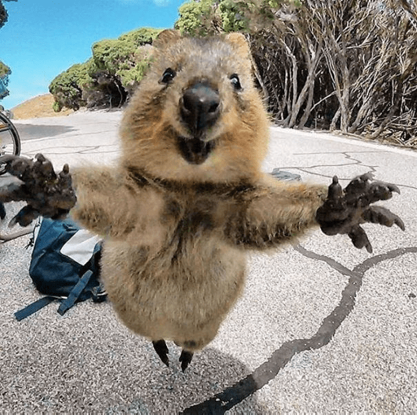 Quokkas 