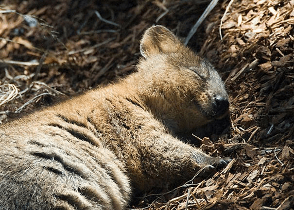 Quokkas 