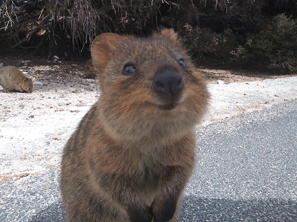 Quokkas 