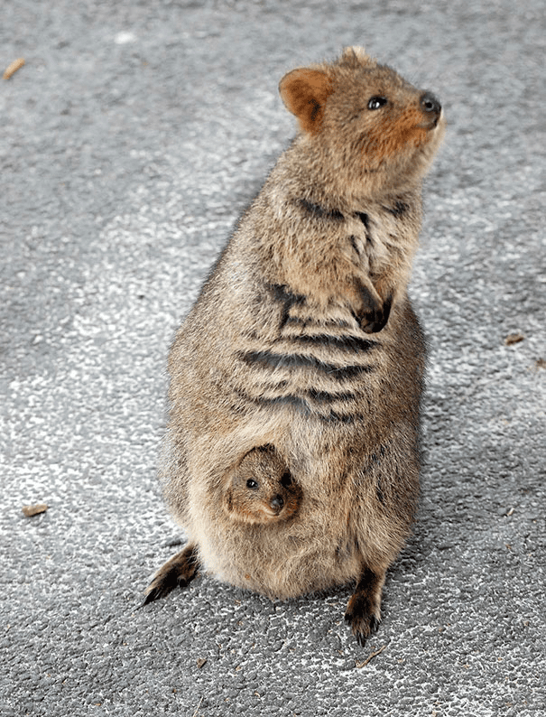 Quokkas 