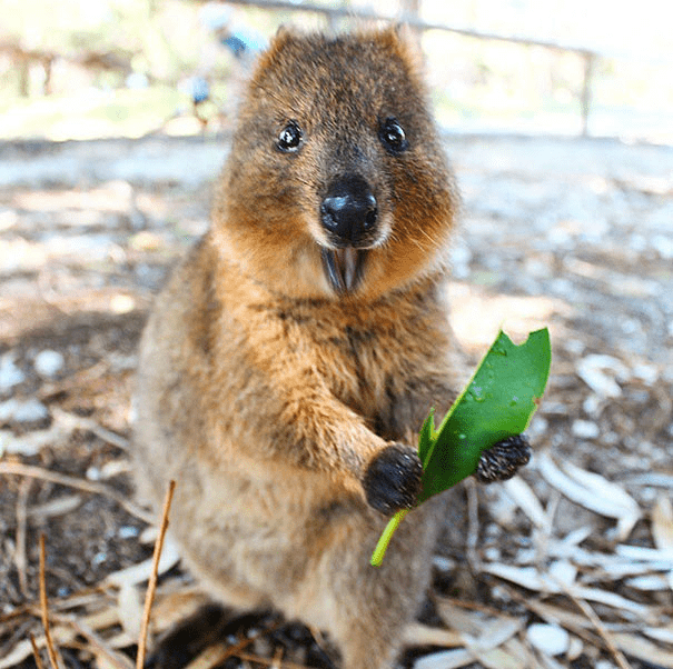 Quokkas 