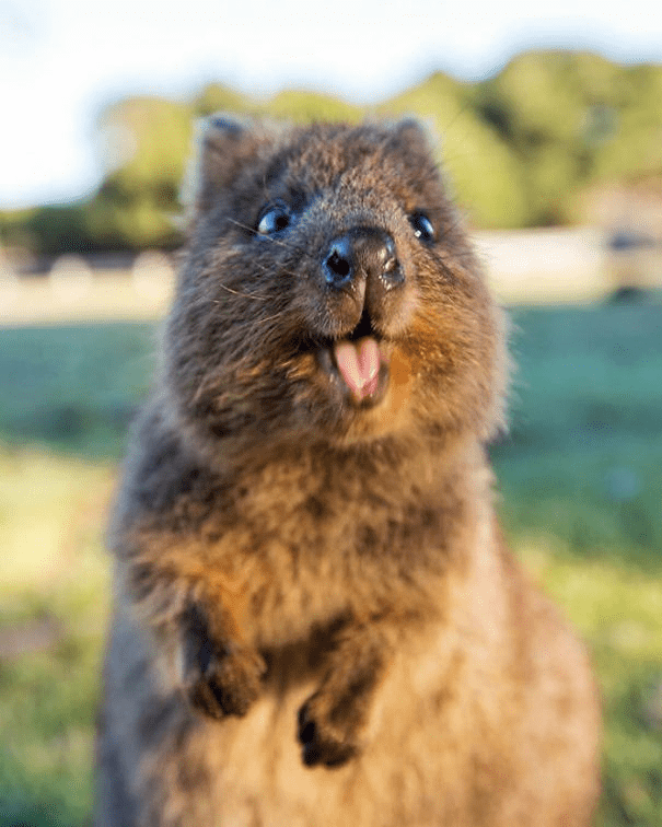 Quokkas 