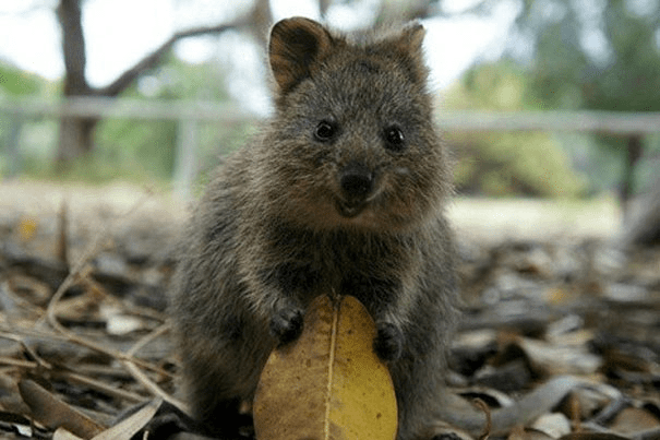 Quokkas 