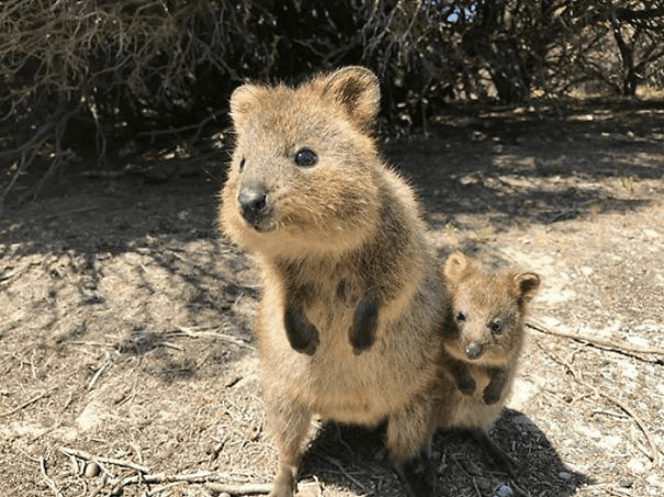 Quokkas 