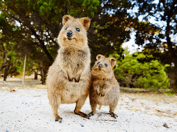 Quokkas 