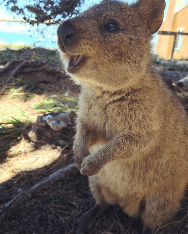 Quokkas 