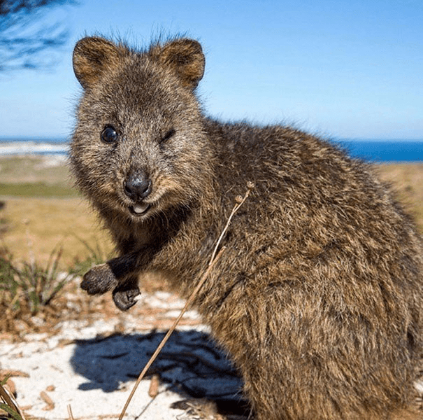 Quokkas 