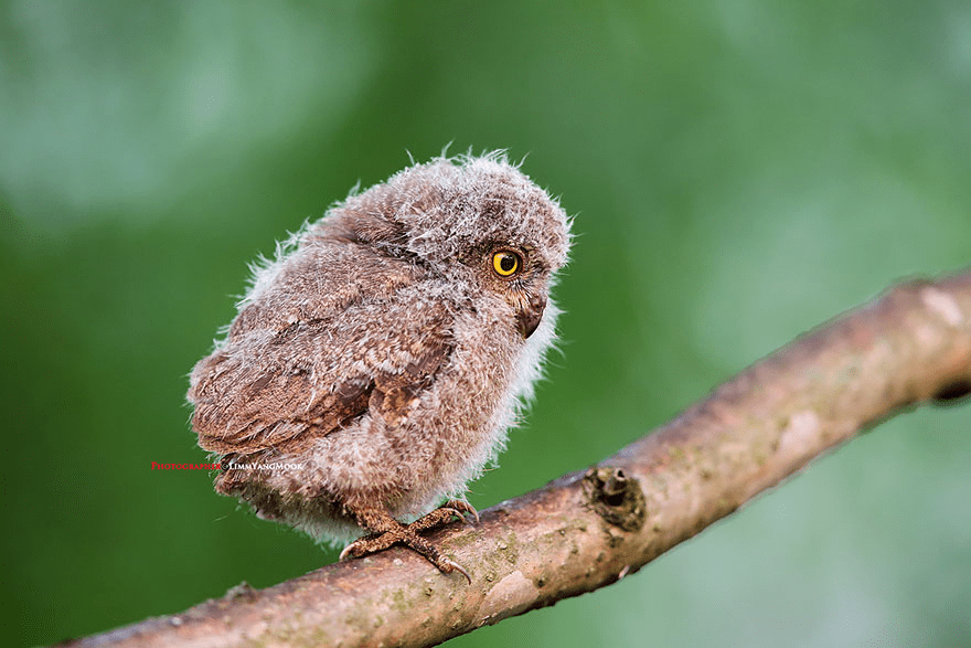 Owl