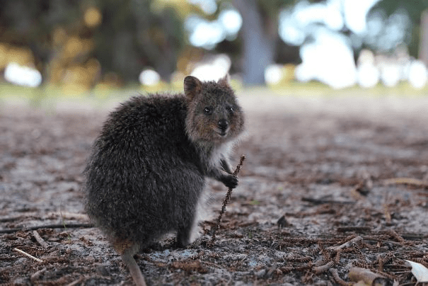 Quokkas 