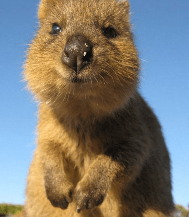 Quokkas 