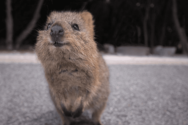 Quokkas 