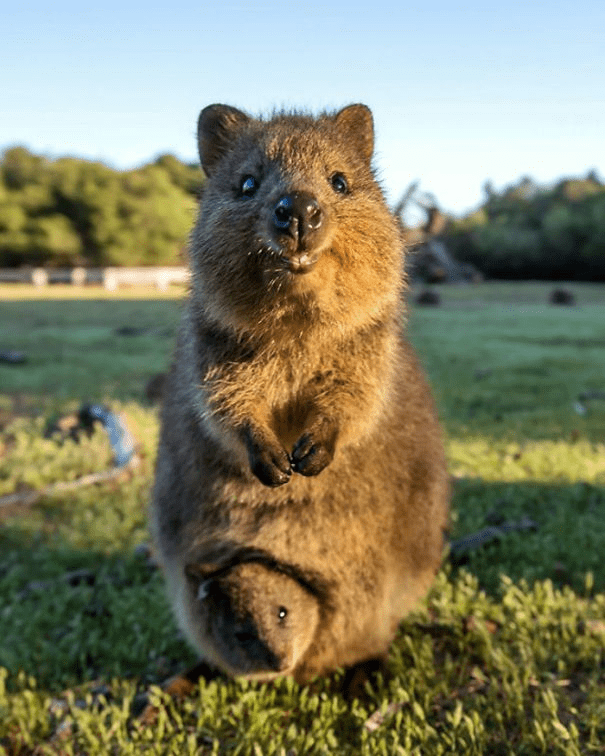 Quokkas 