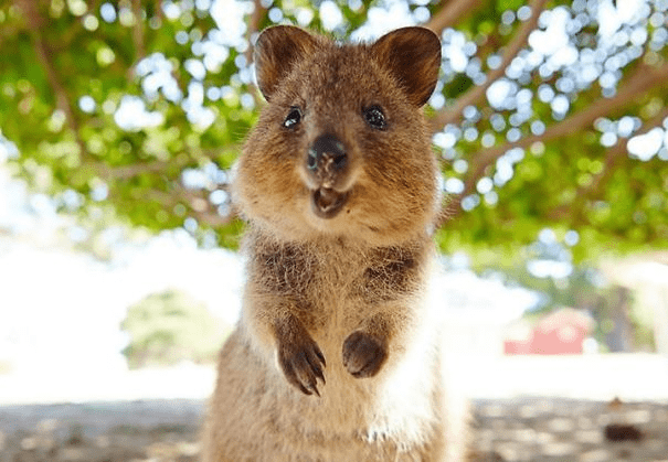 Quokkas 