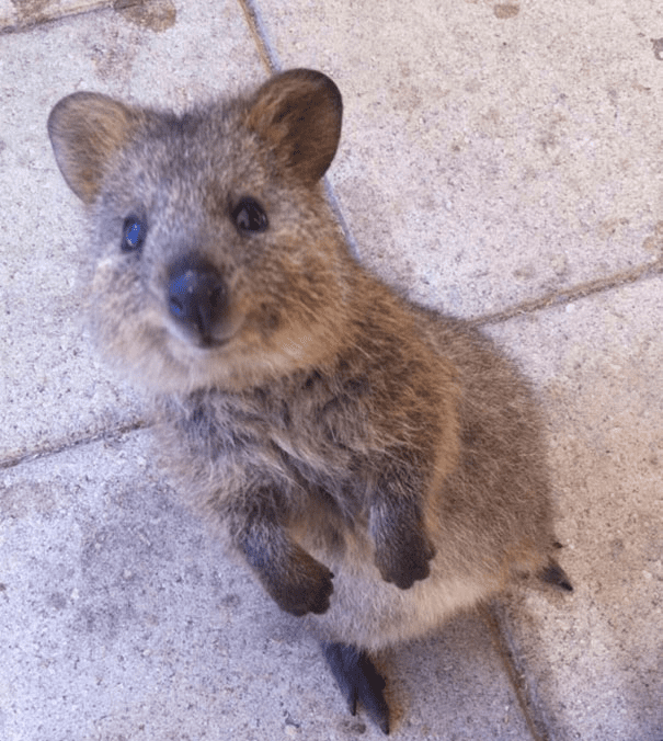 Quokkas 