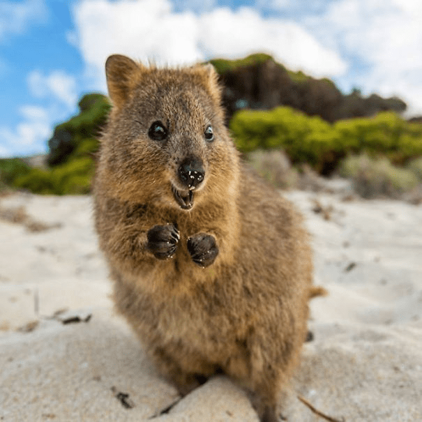 Quokkas 