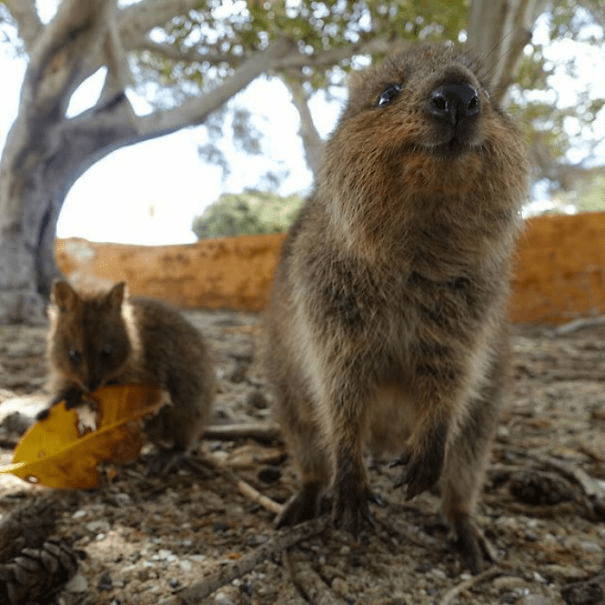 Quokkas 