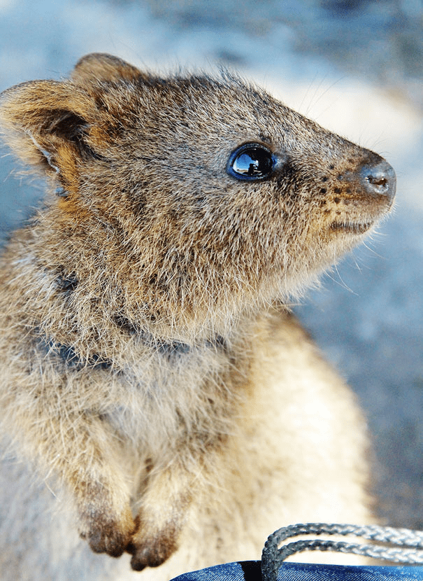 Quokkas 