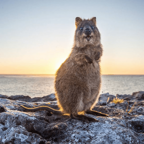 Quokkas 