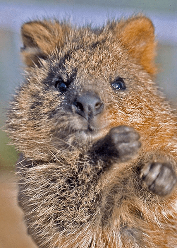 Quokkas 