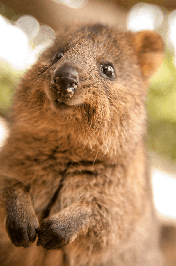 Quokkas 