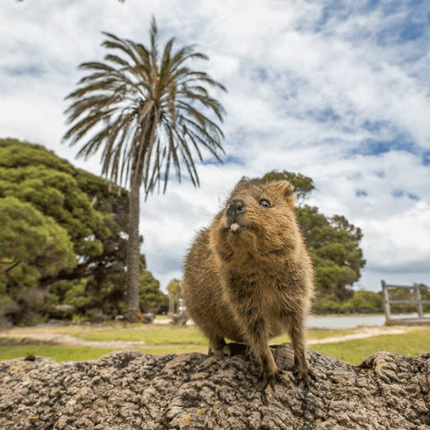 Quokkas 