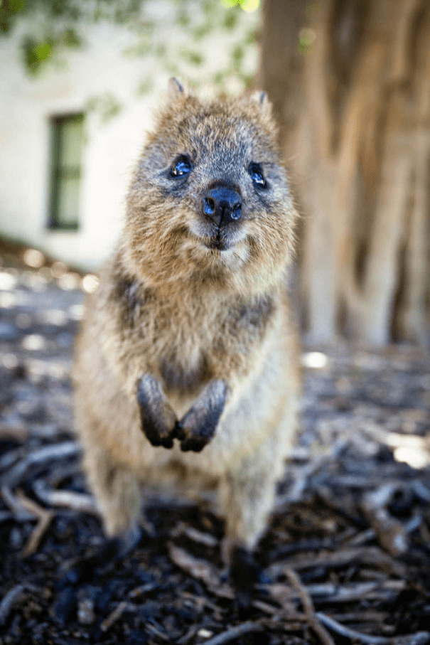 Quokkas 