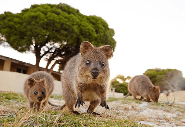 Quokkas 