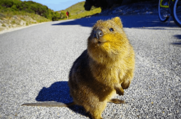 Quokkas 