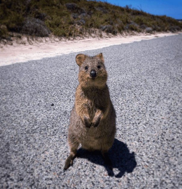 Quokkas 