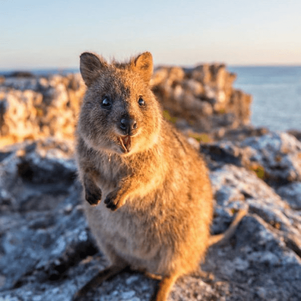 Quokkas 