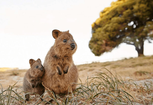 Quokkas 