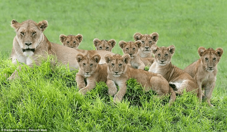 lionesses and their cubs.
