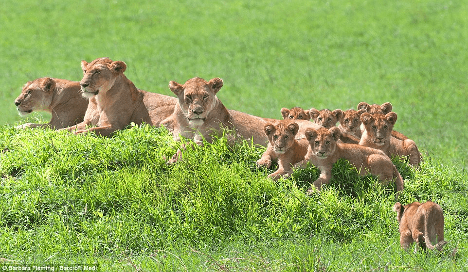 lionesses and their cubs.