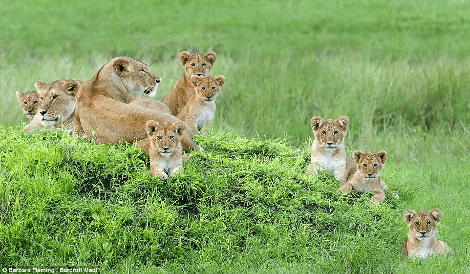lionesses and their cubs.