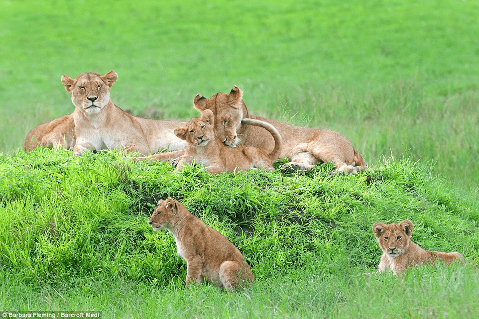 lionesses and their cubs.