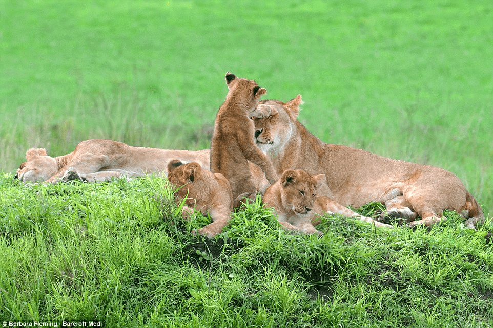 lionesses and their cubs.