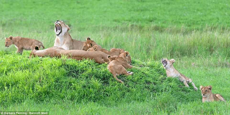 lionesses and their cubs.