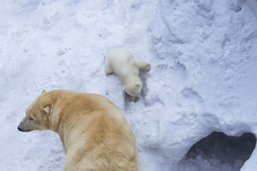 mother polar bear playing with her young cub