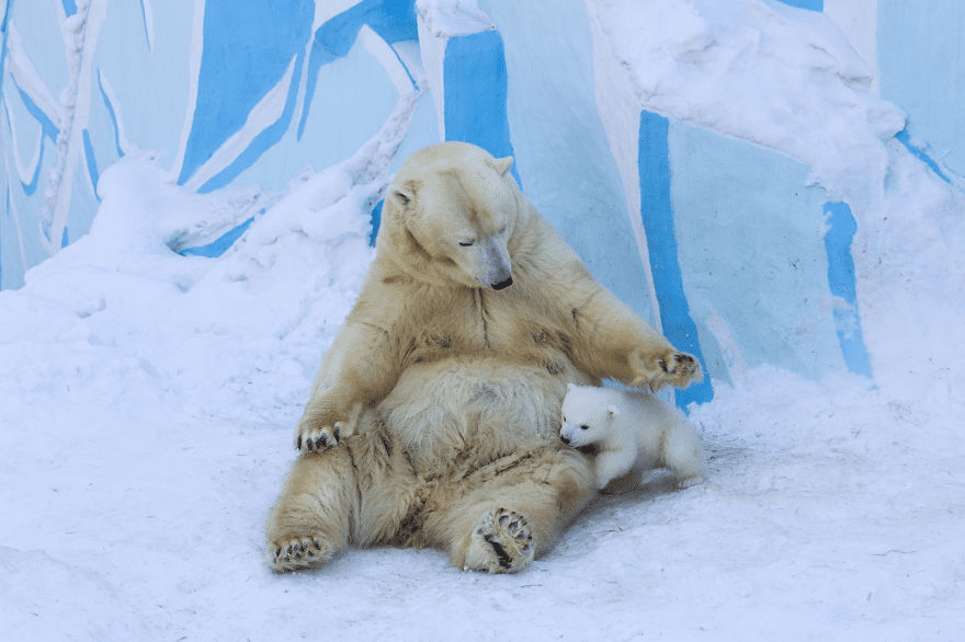 mother polar bear playing with her young cub