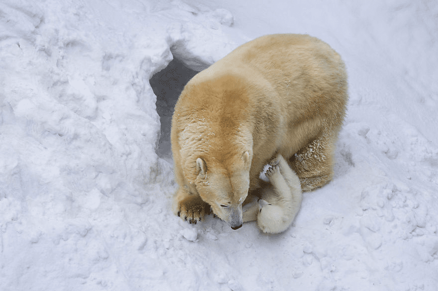 mother polar bear playing with her young cub