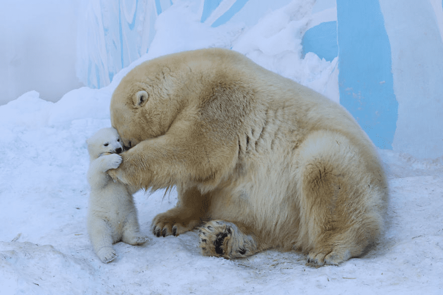 mother polar bear playing with her young cub