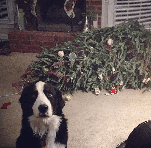 pets destroying Christmas deco