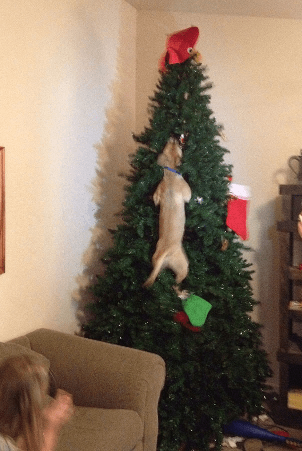 pets destroying Christmas deco