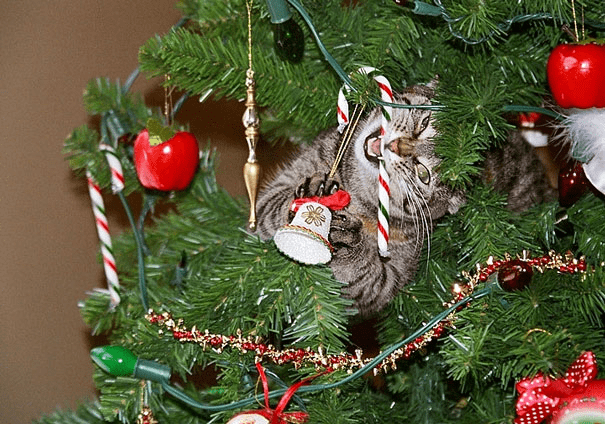 pets destroying Christmas deco