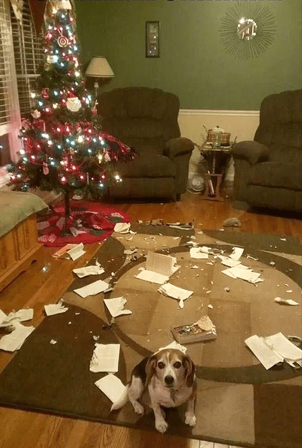 pets destroying Christmas deco