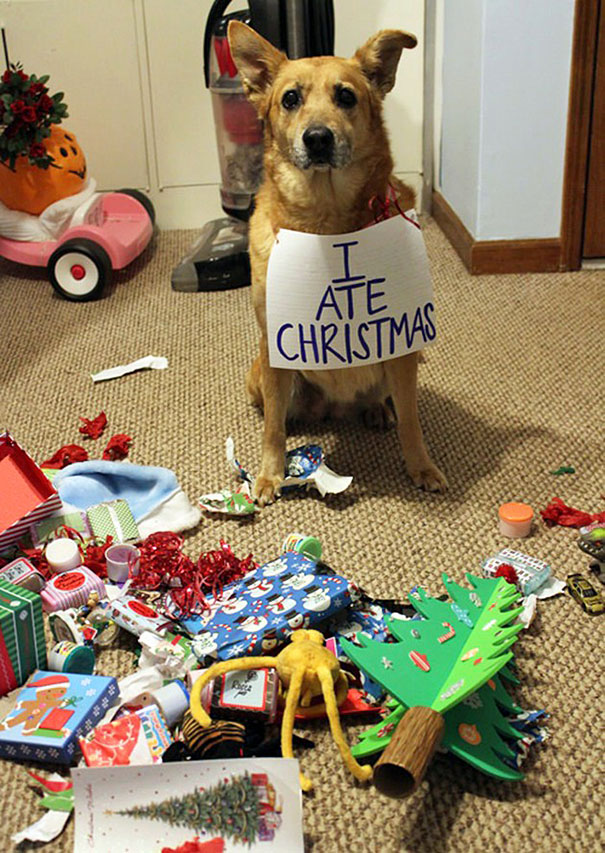 pets destroying Christmas deco